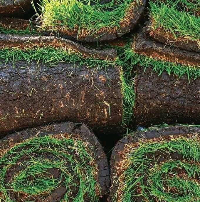 Bermuda Grass