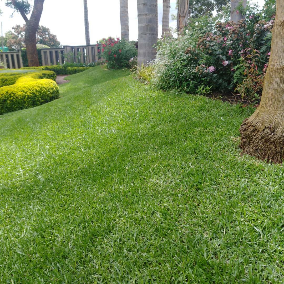 Buffalo Grass
