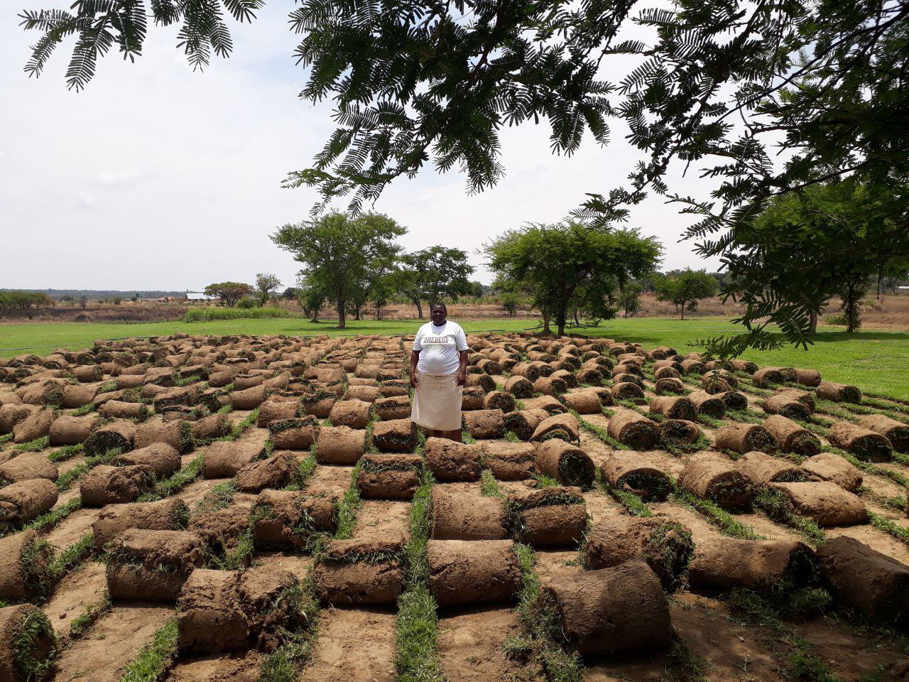 Kikuyu Grass
